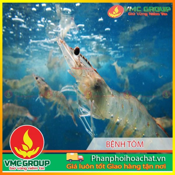 cac-giai-phap-phong-chong-benh-hoai-tu-gan-tuy-cap-va-benh-dom-trang-cho-tom-pphcvm-1-1